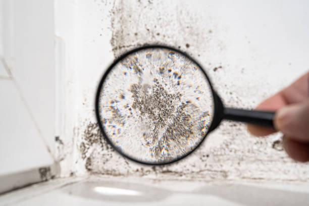 Why You Should Choose Our Mold Remediation Services in Missouri City, TX